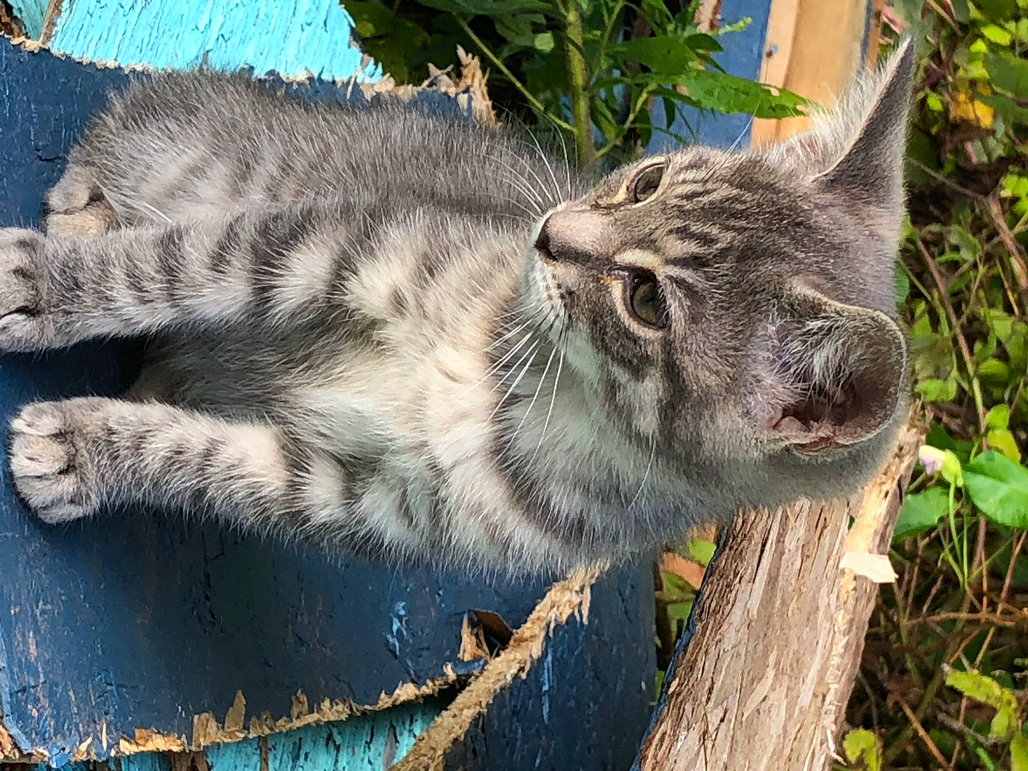 Tigger Tiger participe au concours pour gagner de l'argent avec cette photo : art, big_cats, carnivore, cat, domestic_short_haired_cat, eye, felidae, fur, grass, groundcover, houseplant, plant, small_to_medium_sized_cats, snout, terrestrial_animal, tree, whiskers, wildlife, wolf, zoo