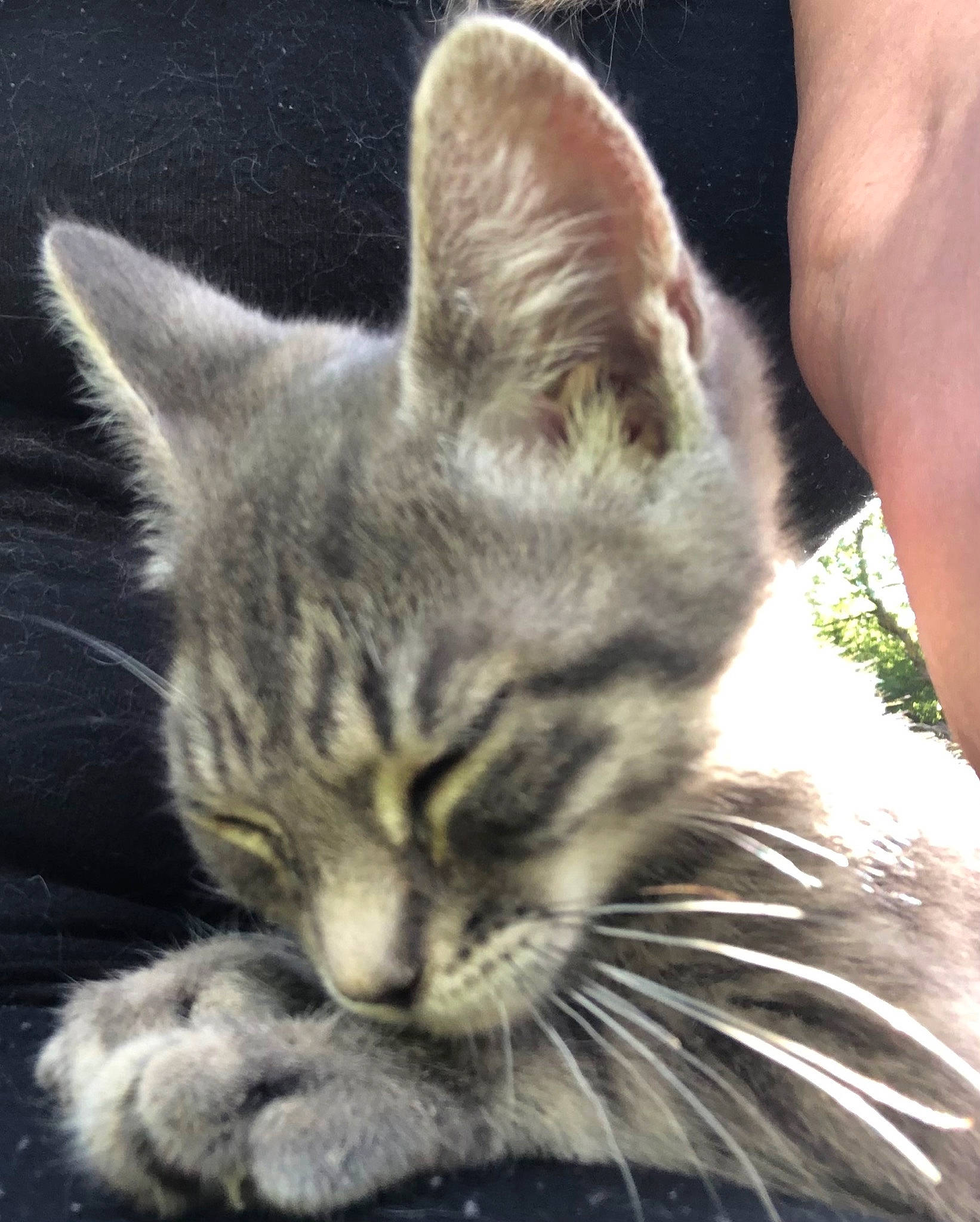 Tigger Tiger a rejoint le concours — aidez-le/la à gagner de superbes lots ! carnivore, cat, claw, comfort, domestic_short_haired_cat, felidae, fur, iris, nap, paw, photo_caption, sitting, sleep, small_to_medium_sized_cats, snout, tail, terrestrial_animal, whiskers, wildlife