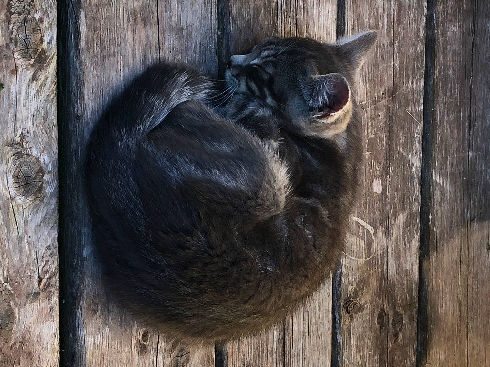 Tigger Tiger joined the competition — help win amazing prizes! common_chimpanzee, fawn, fur, hardwood, natural_material, primate, recreation, snout, tail, terrestrial_animal, trunk, wildlife, wood, working_animal, wrinkle, zoo