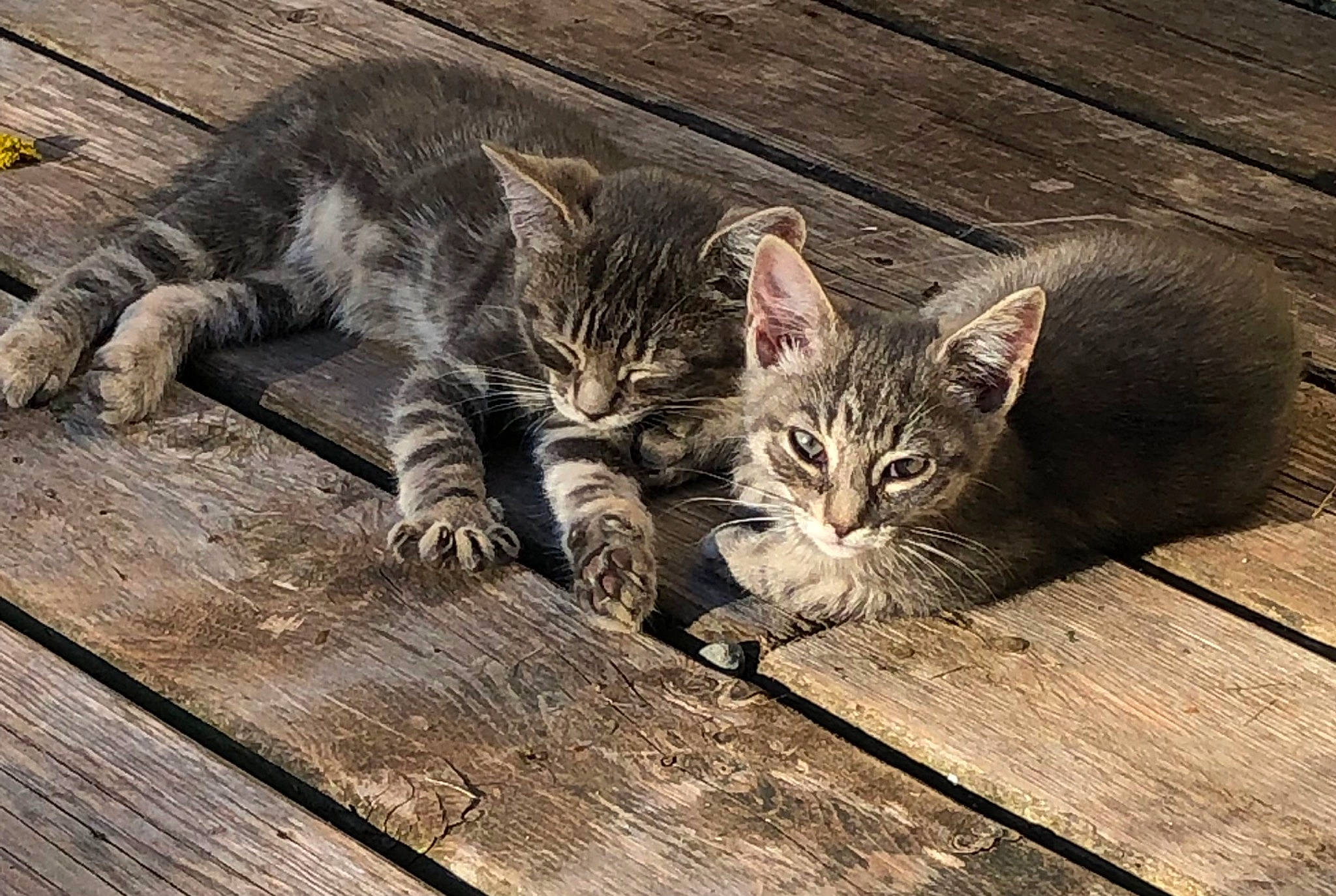 Tigger Tiger joined the competition — help win amazing prizes! carnivore, cat, claw, domestic_short_haired_cat, felidae, fur, grass, grey, hardwood, mammal, paw, plank, small_to_medium_sized_cats, snout, tail, terrestrial_animal, vertebrate, whiskers, wildlife, wood