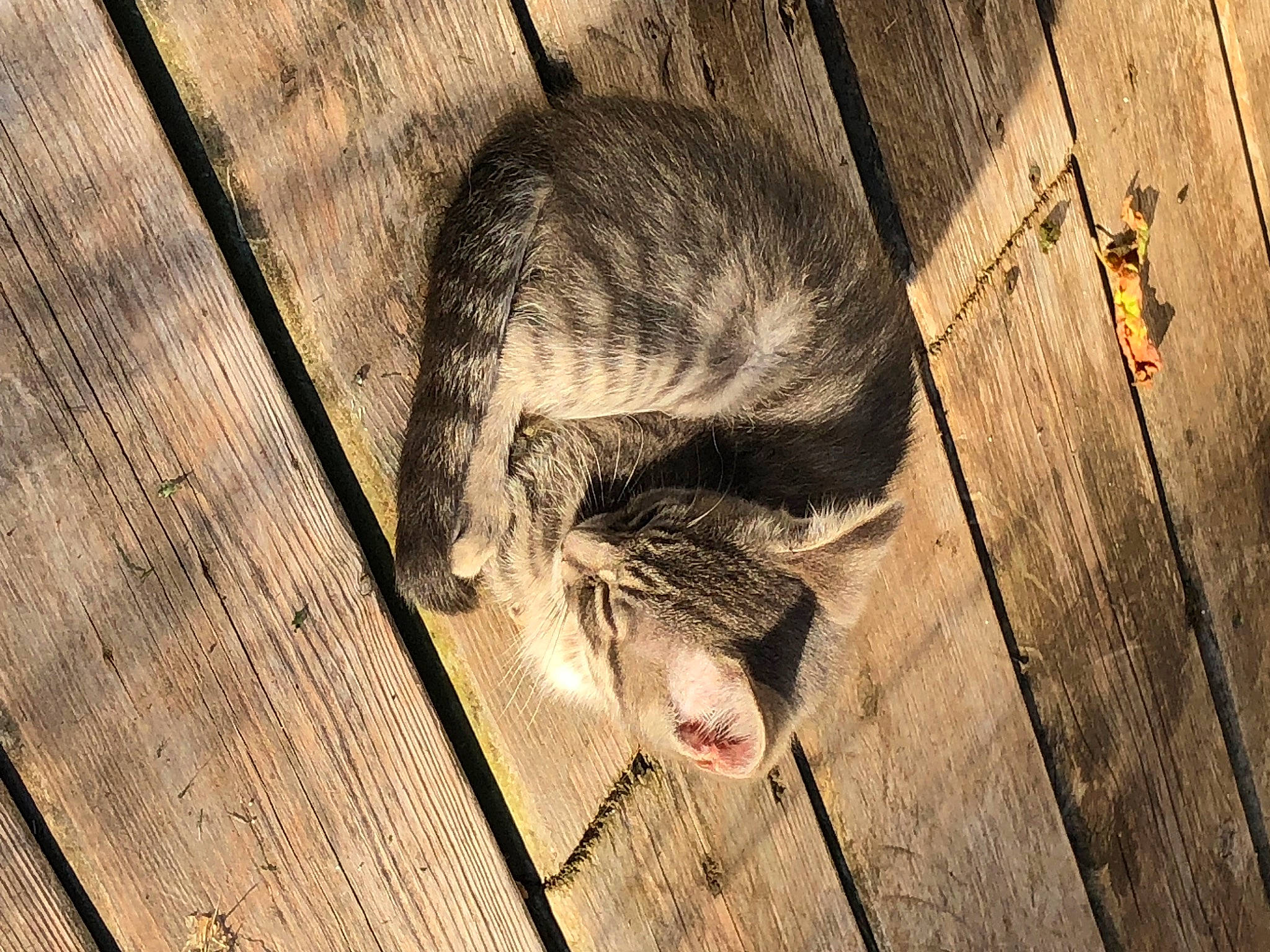 Tigger Tiger is registered to the contest to win money with this photo: carnivore, domestic_short_haired_cat, fawn, felidae, flooring, fur, hardwood, marsupial, muroidea, pest, plank, rat, rodent, small_to_medium_sized_cats, snout, tail, terrestrial_animal, whiskers, wildlife, wood