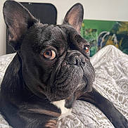 Ugo participe au concours pour gagner de l'argent avec cette photo : dog, french_bulldog, pet, canine, close_up, portrait, black_coat, brown_eyes, wrinkled_face, snout, ears, whiskers, bed, blanket, bedding, indoor, home, curious, relaxed, artwork_background