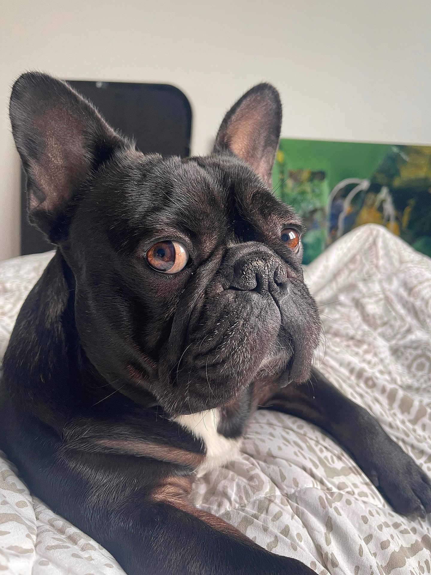 Ugo participe au concours pour gagner de l'argent avec cette photo : dog, french_bulldog, pet, canine, close_up, portrait, black_coat, brown_eyes, wrinkled_face, snout, ears, whiskers, bed, blanket, bedding, indoor, home, curious, relaxed, artwork_background