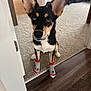 accessories, animal, canine, clothing, dog, footwear, hardwood, hosiery, hound, husky, indoors, interiordesign, pet, puppy, shoe, snout, sock, stainedwood, strap, wood