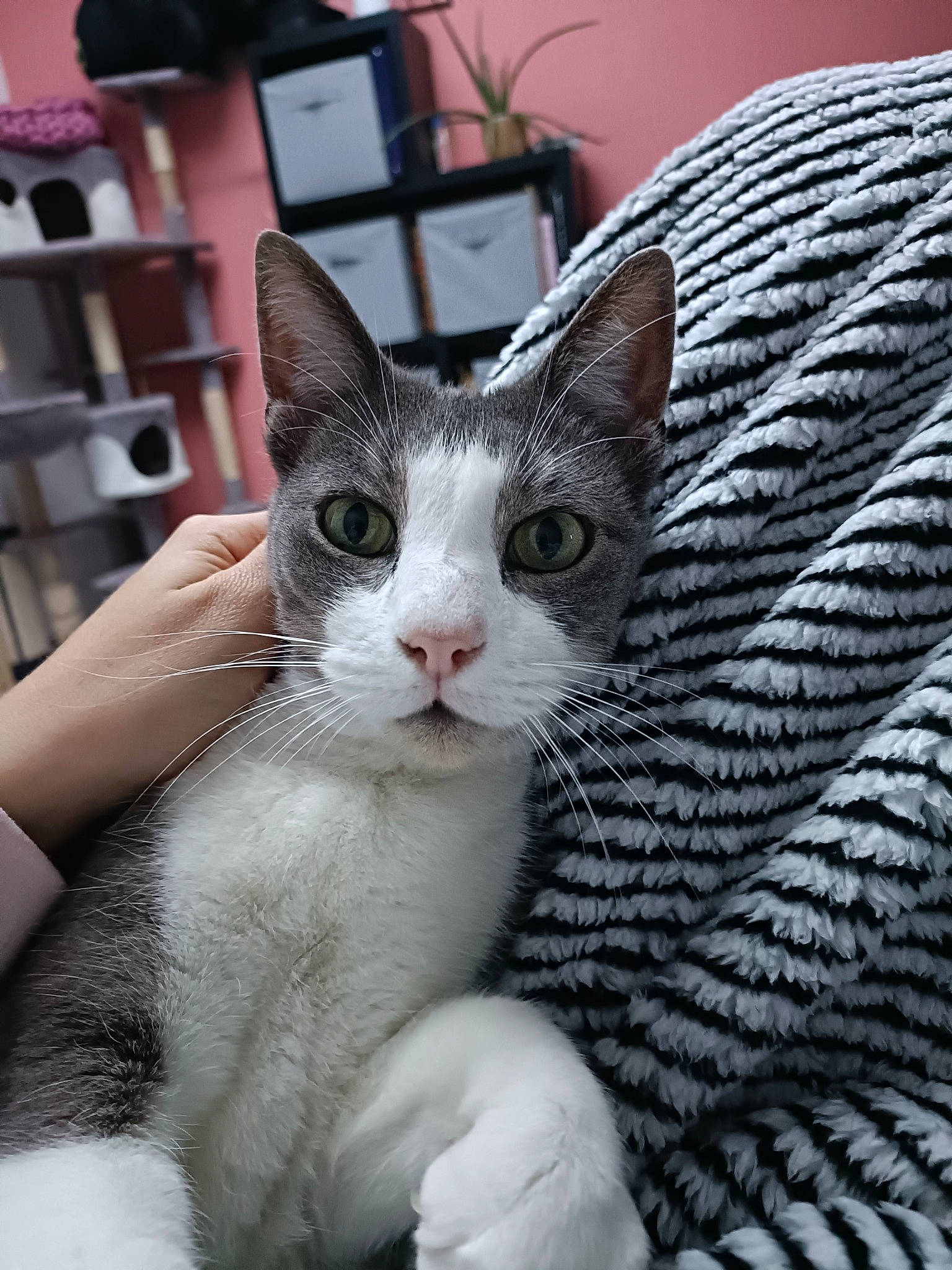 Olaf participe au concours pour gagner de l'argent avec cette photo : carnivore, cat, claw, comfort, domestic_short_haired_cat, felidae, fur, houseplant, linens, paw, picture_frame, plant, shelf, small_to_medium_sized_cats, snout, tail, whiskers, woolen, woven_fabric