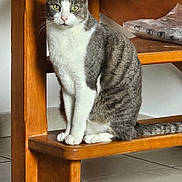 Olaf a rejoint le concours — aidez-le/la à gagner de superbes lots ! cat, gray_cat, white_cat, indoor, wooden_chair, backpack, tiled_floor, pet, feline, sitting, curious, green_eyes, domestic_animal, furniture, step, quiet, resting, animal, household, looking