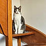 cat, gray_and_white, staircase, wooden, indoor, pet, animal, sitting, curious, feline, ears, whiskers, paws, tail, floor, wall, quiet, domestic, looking, portrait