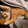 Arès participe au concours pour gagner de l'argent avec cette photo : cat, orange_tabby, pet, playing, toy, blanket, cozy, couch, indoor, feline, stretching, paw, fur, cute, relaxing, home, comfort, animal, sleepy, closeup