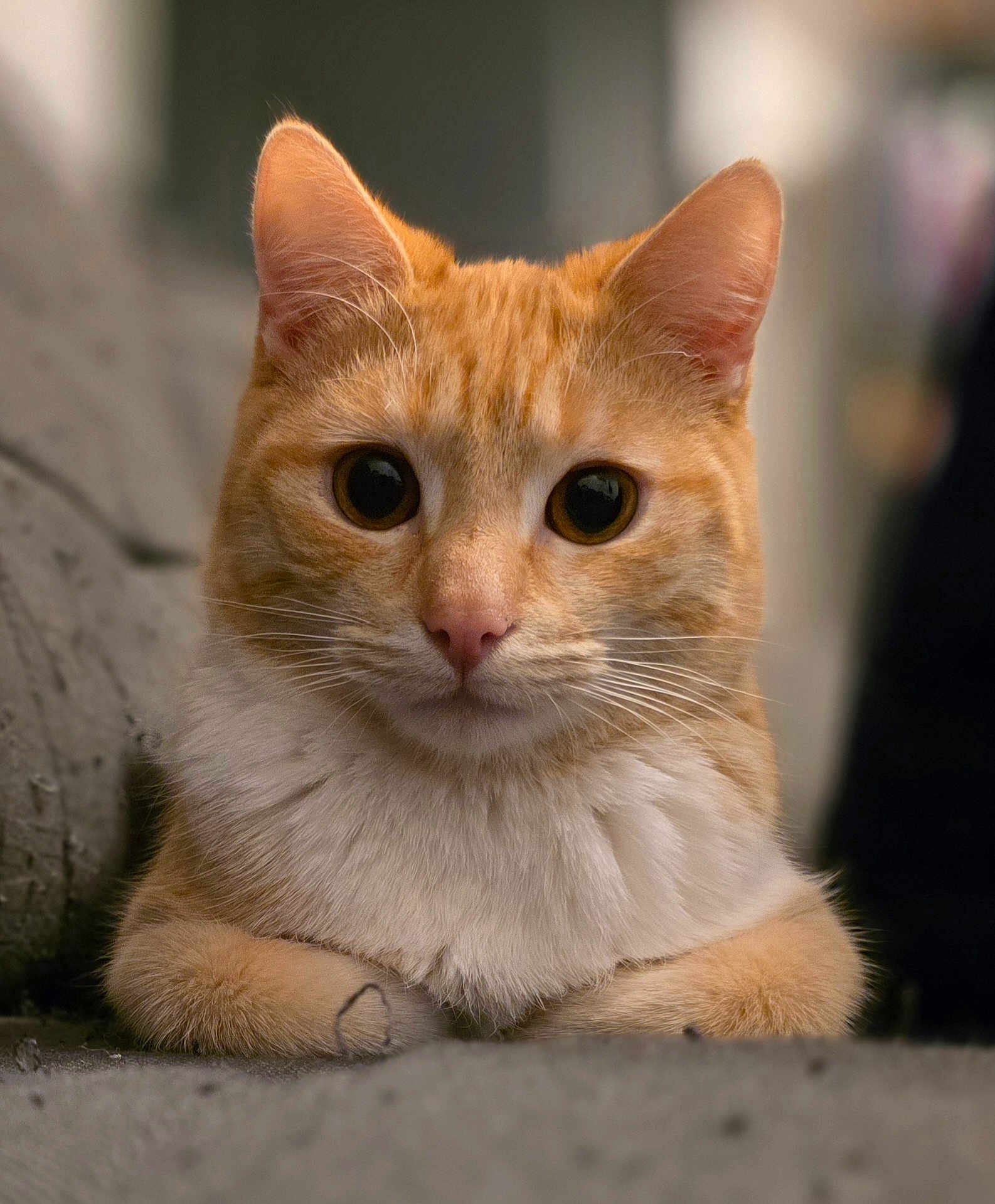 Arès a rejoint le concours — aidez-le/la à gagner de superbes lots ! cat, orange_cat, white_fur, close_up, pet, animal, whiskers, ears, paws, resting, curious_eyes, feline, domestic_cat, soft_fur, portrait, indoor, cute, relaxed, focus, blurred_background