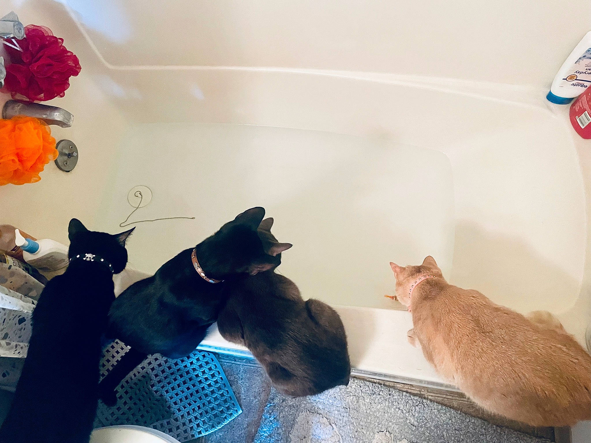 Max joined the competition — help win amazing prizes! art, black_cat, canidae, carnivore, cat, comfort, domestic_short_haired_cat, fawn, felidae, flag, flooring, fur, houseplant, paw, room, rose, small_to_medium_sized_cats, tail, toy, whiskers