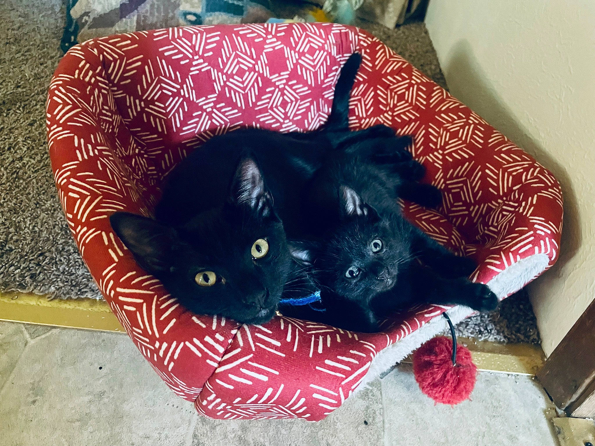 Max joined the competition — help win amazing prizes! black_cat, bombay, carnivore, cat, cat_supply, claw, comfort, domestic_short_haired_cat, electric_blue, felidae, fur, pattern, paw, sitting, small_to_medium_sized_cats, snout, tail, whiskers