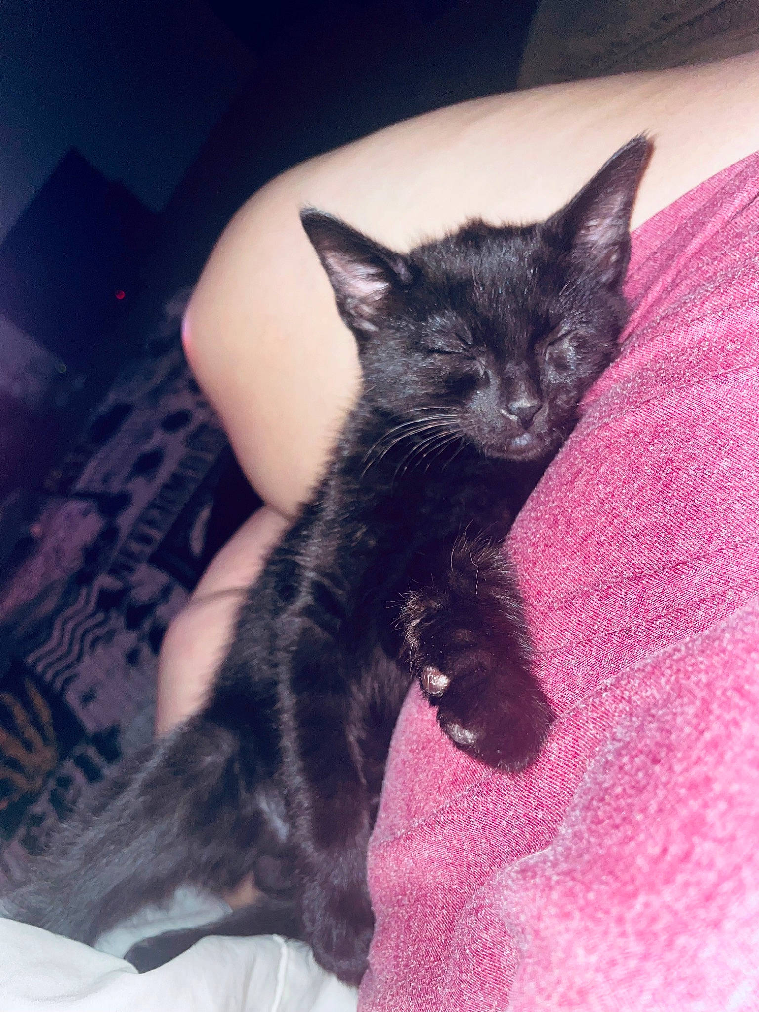 Max joined the competition — help win amazing prizes! black_cat, bombay, carnivore, cat, claw, comfort, domestic_short_haired_cat, felidae, foot, fur, gesture, human_leg, nail, paw, plant, small_to_medium_sized_cats, snout, tail, tree, whiskers