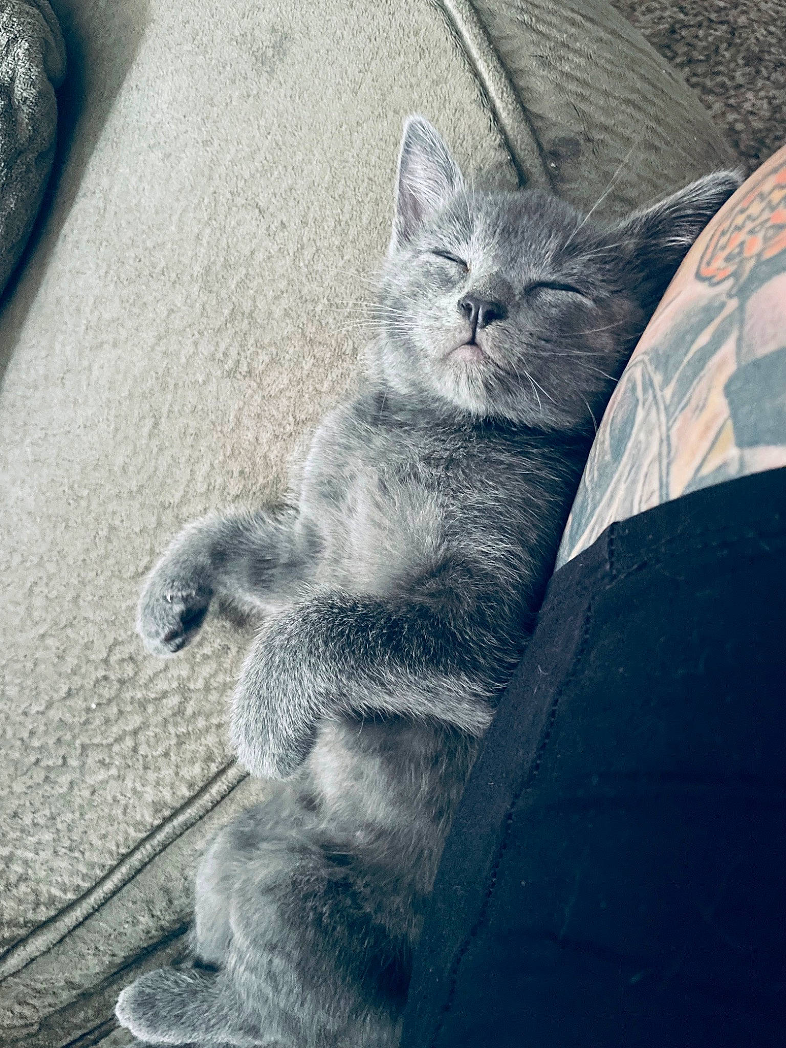 Orion is registered to the contest to win money with this photo: carnivore, cat, claw, comfort, domestic_short_haired_cat, electric_blue, felidae, fur, grey, mammal, paw, road_surface, russian_blue, sitting, small_to_medium_sized_cats, snout, tail, terrestrial_animal, vertebrate, whiskers