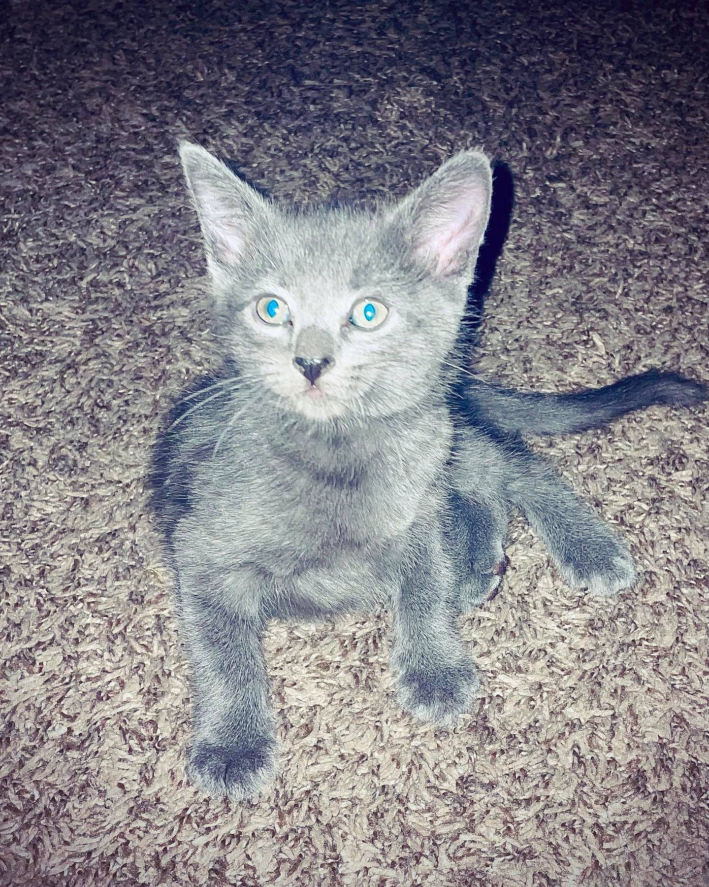 Orion joined the competition — help win amazing prizes! art, carnivore, cat, domestic_short_haired_cat, electric_blue, eye, felidae, fur, grey, illustration, iris, paw, russian_blue, sitting, small_to_medium_sized_cats, snout, tail, terrestrial_animal, whiskers