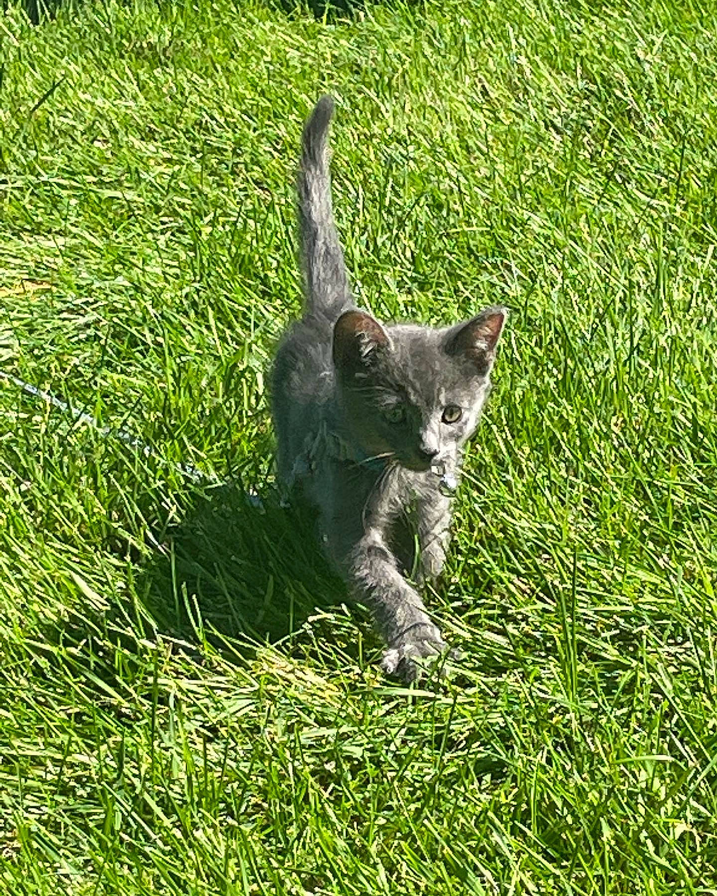 Orion joined the competition — help win amazing prizes! carnivore, cat, domestic_short_haired_cat, felidae, field, fur, grass, grassland, groundcover, pasture, plant, small_to_medium_sized_cats, snout, tail, terrestrial_animal, whiskers, wildlife