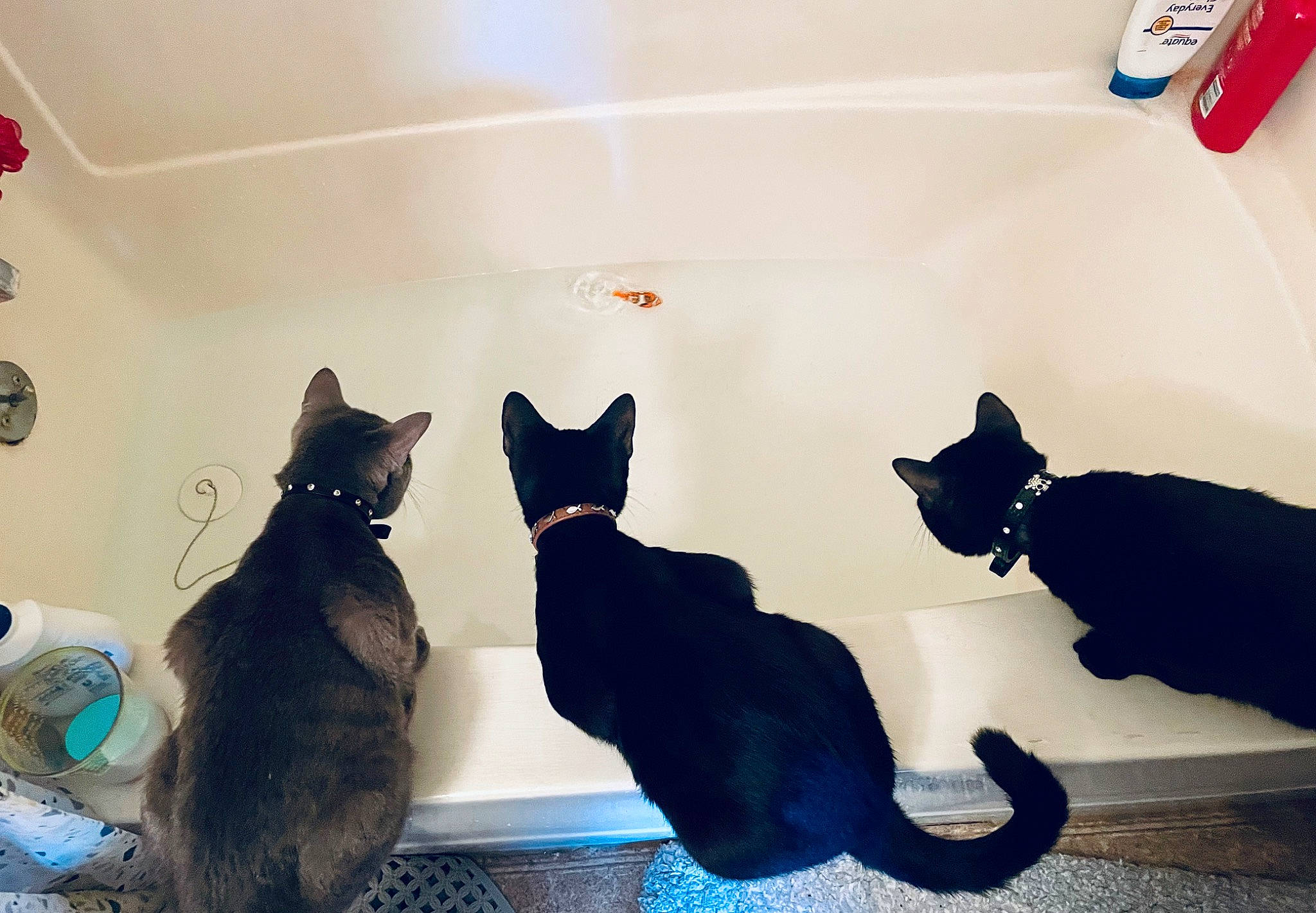 Orion is registered to the contest to win money with this photo: bathtub, black_cat, carnivore, cat, comfort, domestic_short_haired_cat, electric_blue, felidae, flooring, fur, grey, paw, room, shadow, small_to_medium_sized_cats, tail, vertebrate, whiskers, white