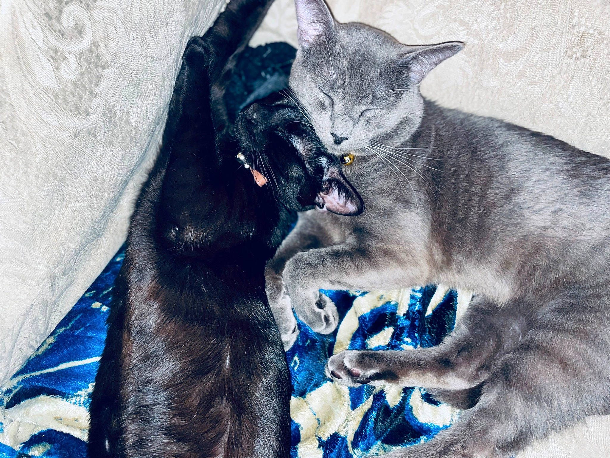 Orion joined the competition — help win amazing prizes! bombay, carnivore, cat, claw, comfort, domestic_short_haired_cat, electric_blue, fang, felidae, fur, gesture, grey, paw, small_to_medium_sized_cats, snout, tail, whiskers