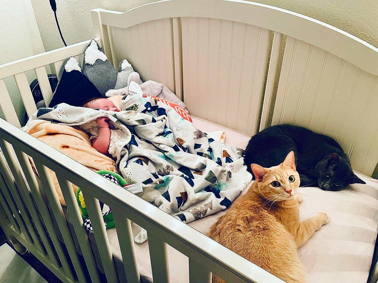 Athena is registered to the contest to win money with this photo: bed, bed_frame, bed_sheet, bedding, bedroom, carnivore, cat, comfort, felidae, flooring, fur, hardwood, house, interior_design, linens, room, small_to_medium_sized_cats, textile, whiskers, wood