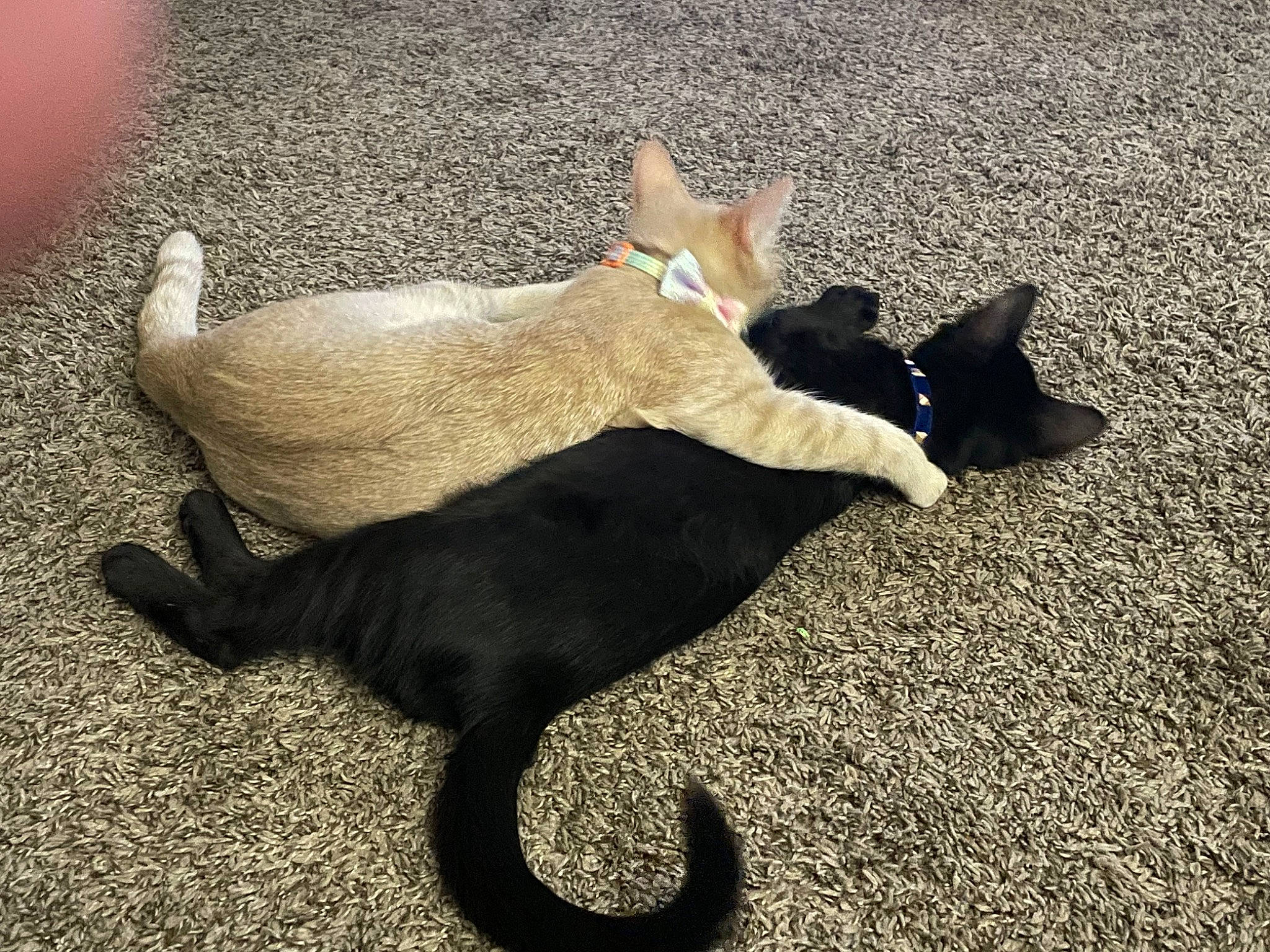 Athena joined the competition — help win amazing prizes! carnivore, cat, comfort, dog_breed, domestic_short_haired_cat, fawn, felidae, flooring, fur, grass, human_leg, paw, road_surface, shadow, small_to_medium_sized_cats, snout, tail, terrestrial_animal, tints_and_shades, whiskers