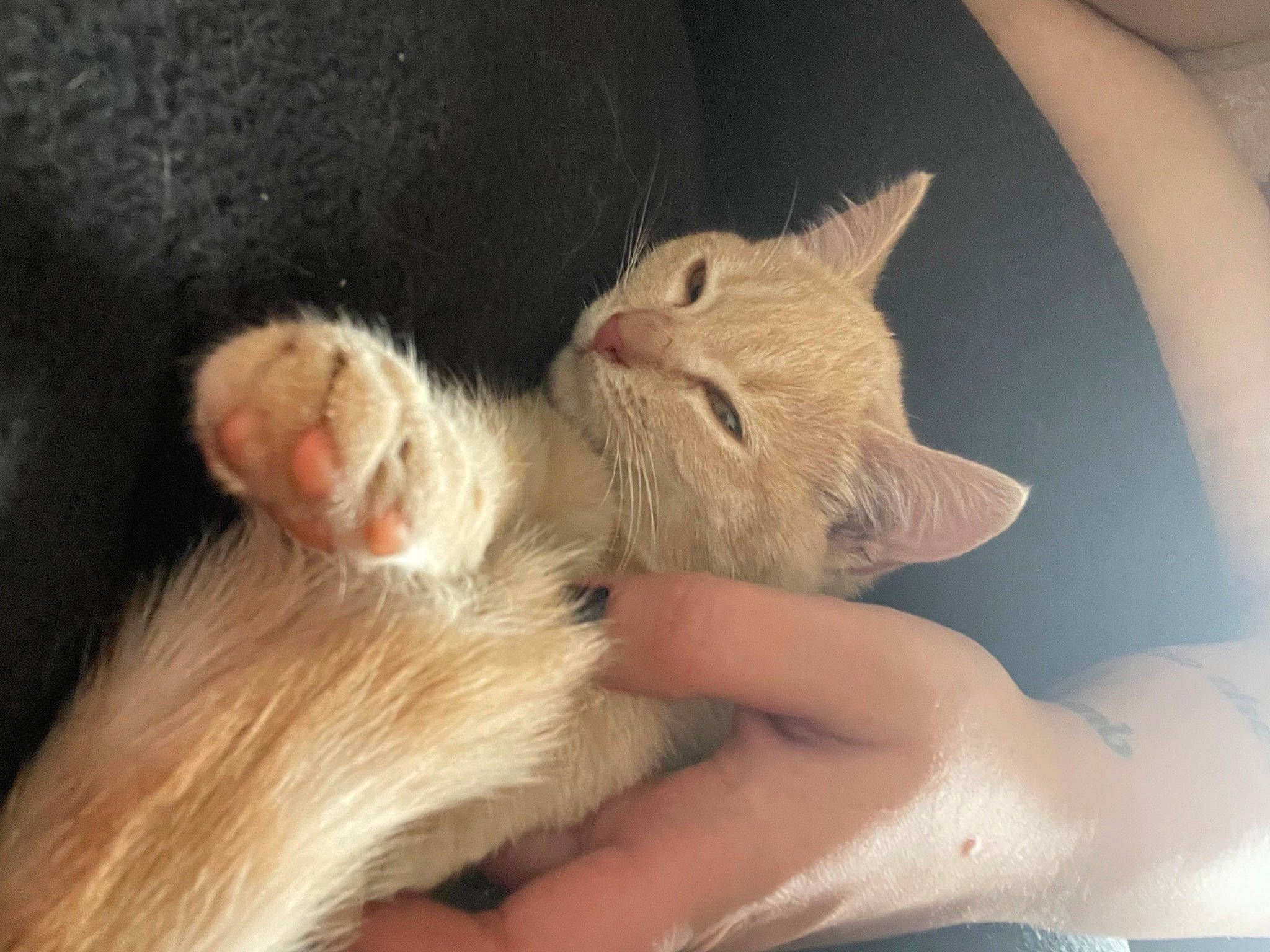 Athena joined the competition — help win amazing prizes! carnivore, cat, claw, comfort, domestic_short_haired_cat, ear, fawn, felidae, finger, foot, fur, gesture, nail, nose, paw, small_to_medium_sized_cats, snout, tail, thumb, whiskers