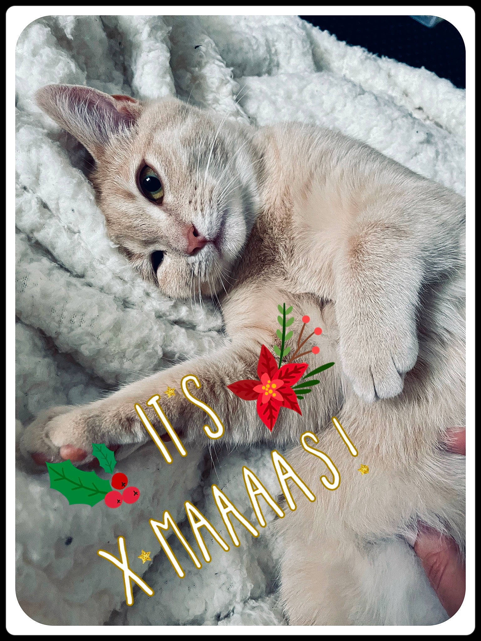 Athena joined the competition — help win amazing prizes! adaptation, art, carnivore, cat, christmas_eve, domestic_short_haired_cat, felidae, font, fur, happy, holiday, paw, petal, photo_caption, picture_frame, plant, rectangle, small_to_medium_sized_cats, square, whiskers