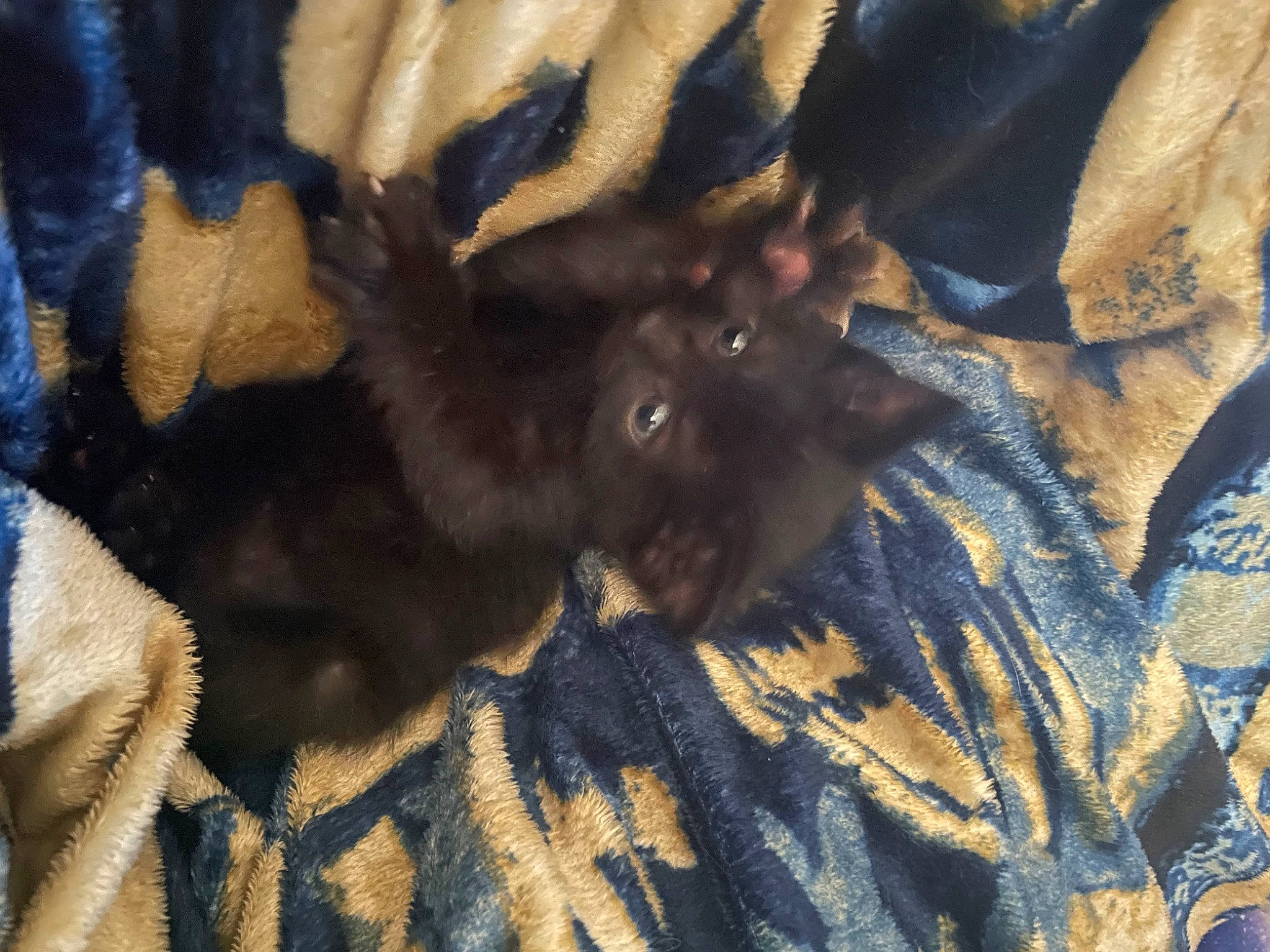 Isaac joined the competition — help win amazing prizes! brown, canidae, carnivore, comfort, companion_dog, dog_breed, electric_blue, fawn, felidae, fur, gesture, guard_dog, pattern, paw, small_to_medium_sized_cats, sporting_group, tail, terrestrial_animal, whiskers, working_animal