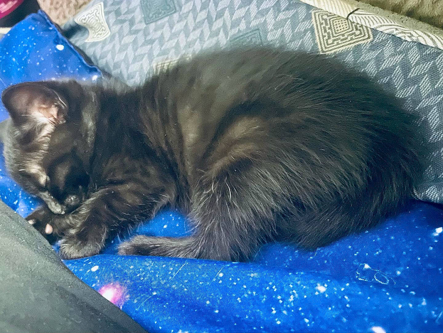 Isaac is registered to the contest to win money with this photo: black_cat, carnivore, cat, cat_supply, claw, comfort, domestic_short_haired_cat, electric_blue, felidae, fur, lap, nap, paw, sitting, sleep, small_to_medium_sized_cats, snout, tail, terrestrial_animal, whiskers