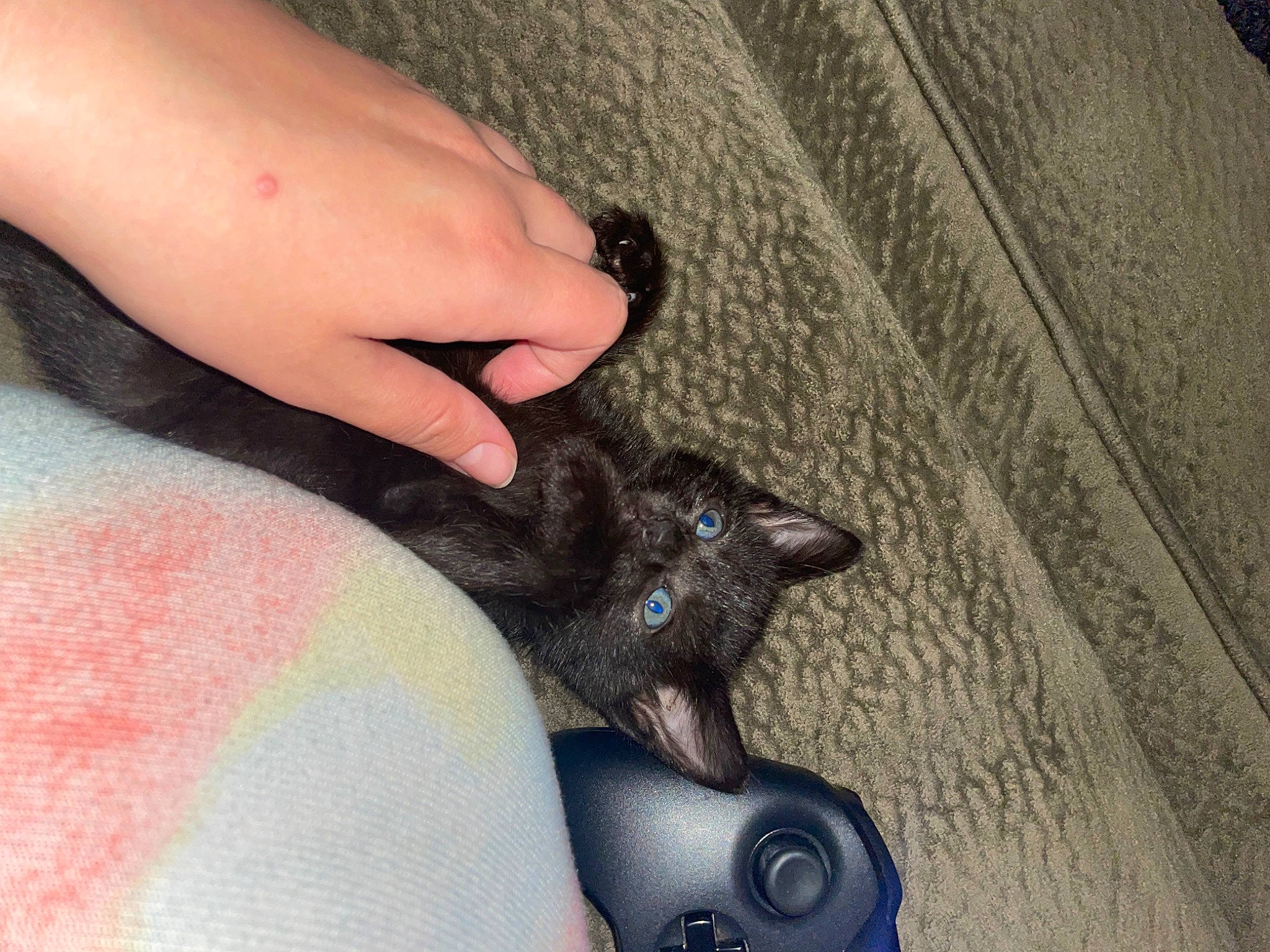 Isaac is registered to the contest to win money with this photo: black_cat, carnivore, cat, comfort, fawn, felidae, finger, foot, gesture, human_leg, mammal, nail, skin, small_to_medium_sized_cats, tail, thumb, toe, vertebrate, whiskers, wrist