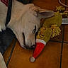 Volt a rejoint le concours — aidez-le/la à gagner de superbes lots ! dog, sleeping, toy, stuffed_animal, floor, tile, collar, indoor, pet, resting, animal, cute, cozy, nose, ear, fur, holiday, christmas_hat, relaxation, snuggle
