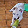 puppy, dog, blue_eyes, toy, plush_toy, floor, tile_floor, indoor, pet, playful, chewing, white_dog, ear_tag, home, animal, cute, young_dog, pet_toy, relaxed, domestic