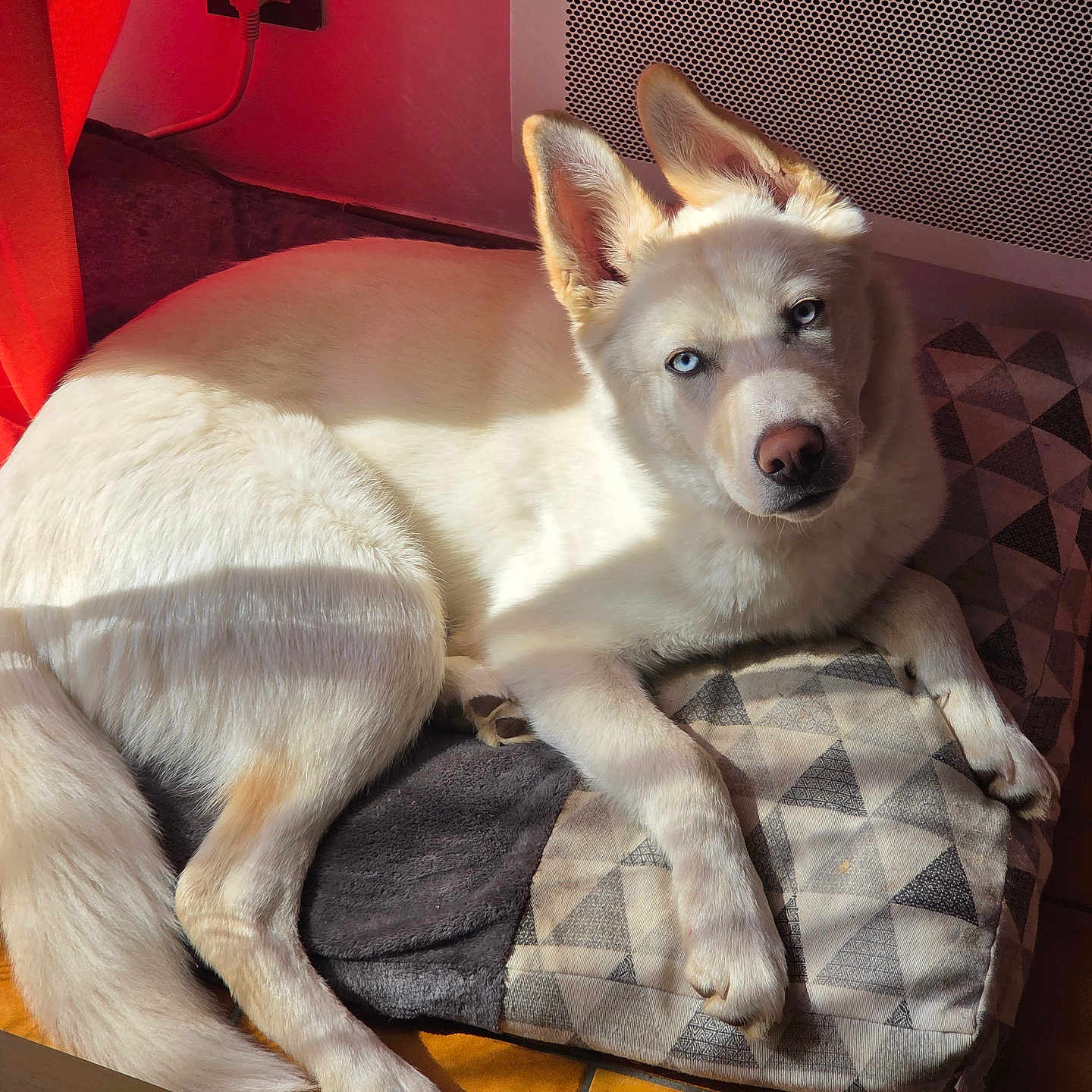 Volt participe au concours pour gagner de l'argent avec cette photo : dog, white_dog, blue_eyes, pet, indoor, cushion, sunlight, shadow, tile_floor, relaxed, animal, paw, ears, snout, resting, cozy, home, patterned_cushion, window_light, quiet