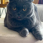 Tokyo participe au concours pour gagner de l'argent avec cette photo : cat, scottish_fold, gray_cat, pet, animal, feline, indoor, fur, whiskers, cute, tongue_out, relaxed, lying_down, closeup, eyes, paws, soft, mammal, domestic_animal, face