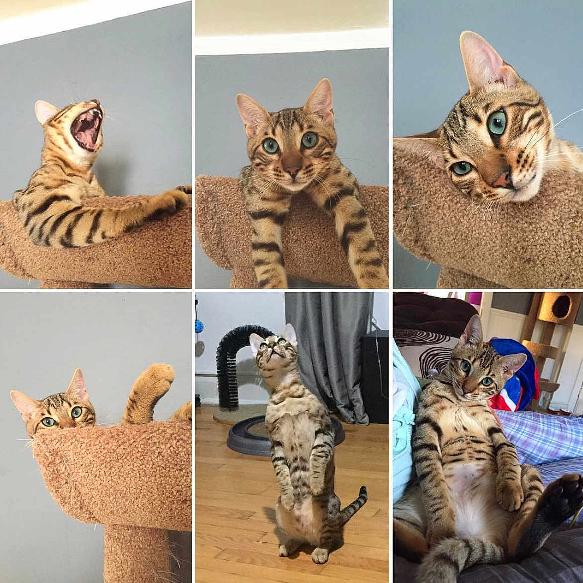 Leo is registered to the contest to win money with this photo: animal, bengal_cat, blanket, cat, cat_tree, couch, curtains, ears, eyes, feline, fur, indoor, lounging, pet, playful, sitting, standing, whiskers, wooden_floor, yawning