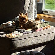 Demitri joined the competition — help win amazing prizes! dog, pets, armchair, blanket, sunlight, window, indoor, cozy, resting, furniture, canine, relaxing, brown_dog, small_dog, domestic, comfort, home, daylight, snack_wrapper, quiet