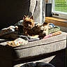 dog, pets, armchair, blanket, sunlight, window, indoor, cozy, resting, furniture, canine, relaxing, brown_dog, small_dog, domestic, comfort, home, daylight, snack_wrapper, quiet