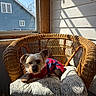 Demitri is registered to the contest to win money with this photo: dog, small_dog, wicker_chair, cushion, sweater, indoor, sunlight, window, wooden_wall, patterned_cushion, pet, cozy, relaxed, home, daylight, animal, cute, resting, house, interior