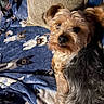 dog, blanket, pillow, indoor, pet, small_dog, fur, cute, lying_down, cozy, pattern, animal_print, texture, relaxing, home, comfort, closeup, brown, black, white