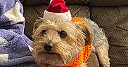 Demitri is registered to the contest to win money with this photo: dog, small_dog, santa_hat, orange_scarf, blanket, purple_blanket, white_pattern, couch, brown_couch, pet, cute, festive, holiday, cozy, indoor, fur, animal, resting, curious, companion