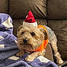 dog, small_dog, santa_hat, orange_scarf, blanket, purple_blanket, white_pattern, couch, brown_couch, pet, cute, festive, holiday, cozy, indoor, fur, animal, resting, curious, companion