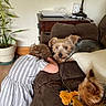 Demitri joined the competition — help win amazing prizes! child, dog, couch, indoor, plant, toy, lamp, wooden_furniture, striped_dress, brown_couch, pet, relaxing, cozy, floor, curious_dog, resting, ear, furniture, home, cord