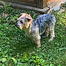 dog, grass, outdoor, greenery, wooden_structure, pet, small_dog, fur, alert, nature, yard, window, plant, leaf, daylight, canine, side_view, animal, scruffy, curious