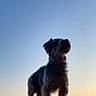 dog, silhouette, outdoor, sky, sunset, twilight, animal, pet, standing, inflatable, nature, quiet, peaceful, canine, sunset_sky, furry, adorable, small_dog, backlit, scenic