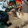 Charlotte joined the competition — help win amazing prizes! animal, bed, blanket, calm, cat, close_up, cozy, domestic_cat, ear, fluffy, fur, indoor, multi_colored, patterned_blanket, paw, pet, relaxed, resting, soft, whiskers