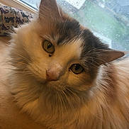 Charlotte is registered to the contest to win money with this photo: animal, cat, closeup, cozy, curious, cute, domestic_cat, face, feline, fluffy, fur, indoor, pet, portrait, rain, relaxed, soft_light, whiskers, window, yellow_eyes