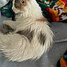 Charlotte is registered to the contest to win money with this photo: animal, animal_portrait, blanket, cat, colorful, cozy, cute, domestic, feline, fluffy, fur, gray, indoor, pet, relaxed, resting, side_view, sleepy, soft, white