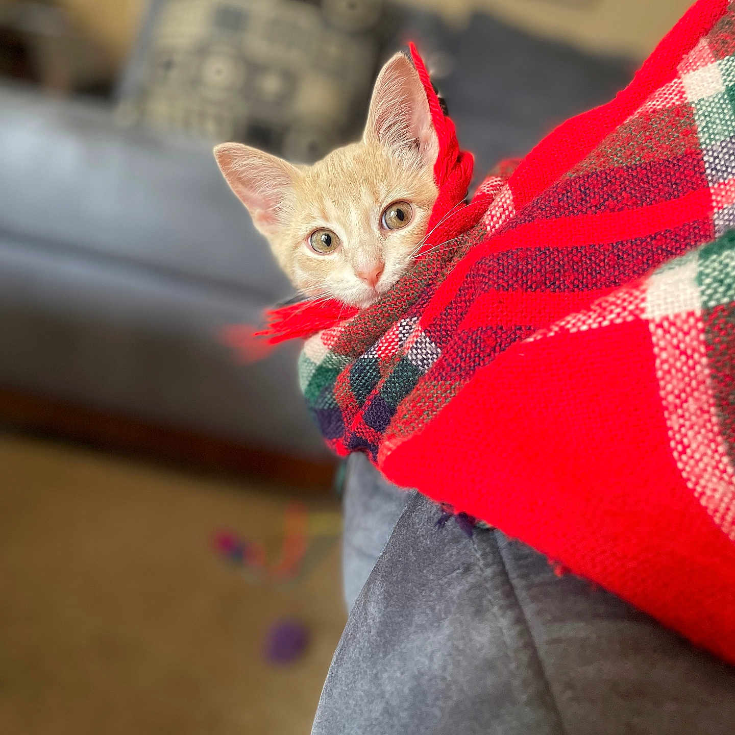 Nala Bean
