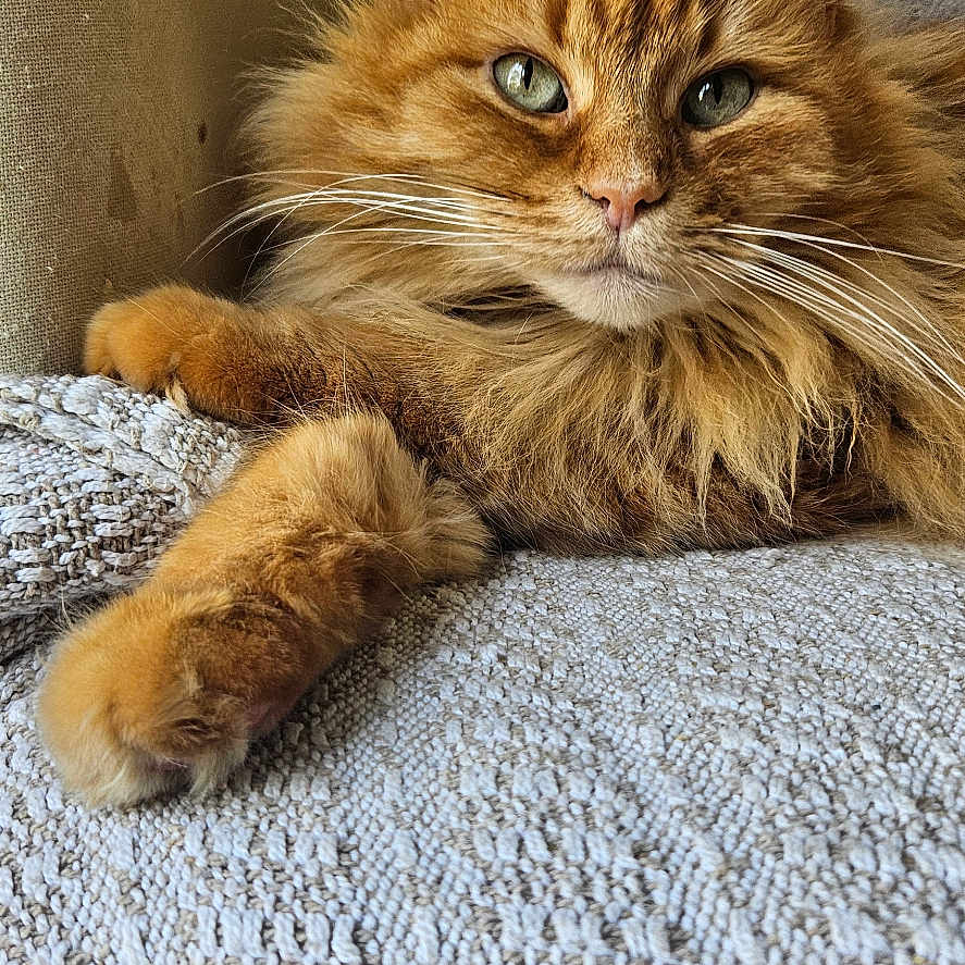 Moka participe au concours pour gagner de l'argent avec cette photo : blanket, cat, close_up, cozy, cute, domestic_animal, feline, fluffy, fur, home, indoor, lying_down, orange_cat, paw, pet, relaxed, resting, sofa, texture, whiskers