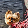 dog, small_dog, fluffy, curious, red_leaves, plant, wooden_deck, sunlight, outdoor, pet, tongue_out, nature, playful, leafy, garden, daylight, animal, cute, fur, shadow