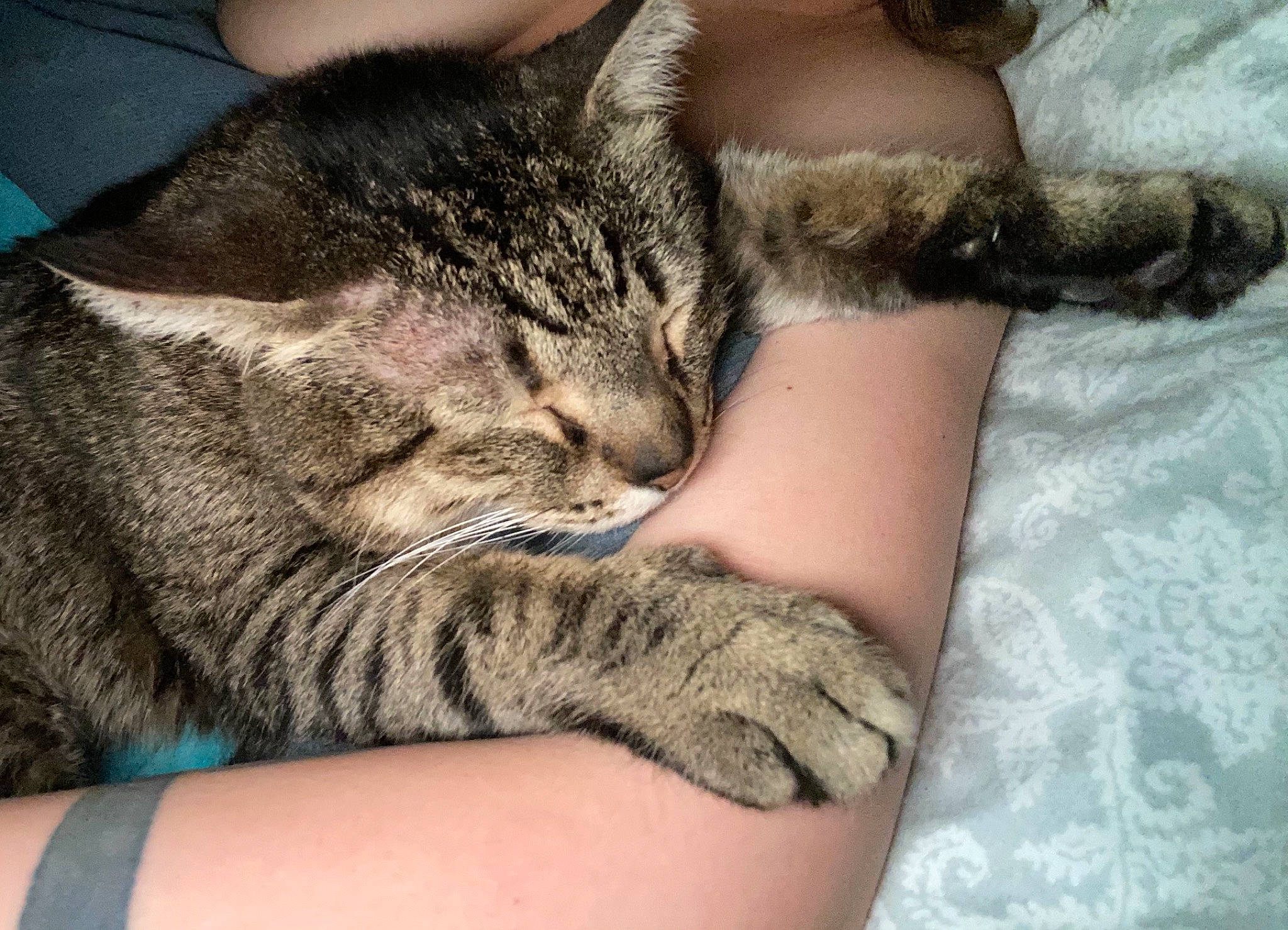 Squatch joined the competition — help win amazing prizes! carnivore, cat, claw, comfort, domestic_short_haired_cat, ear, eye, felidae, fur, gesture, grey, hug, human_leg, nail, nap, paw, small_to_medium_sized_cats, snout, thigh, whiskers