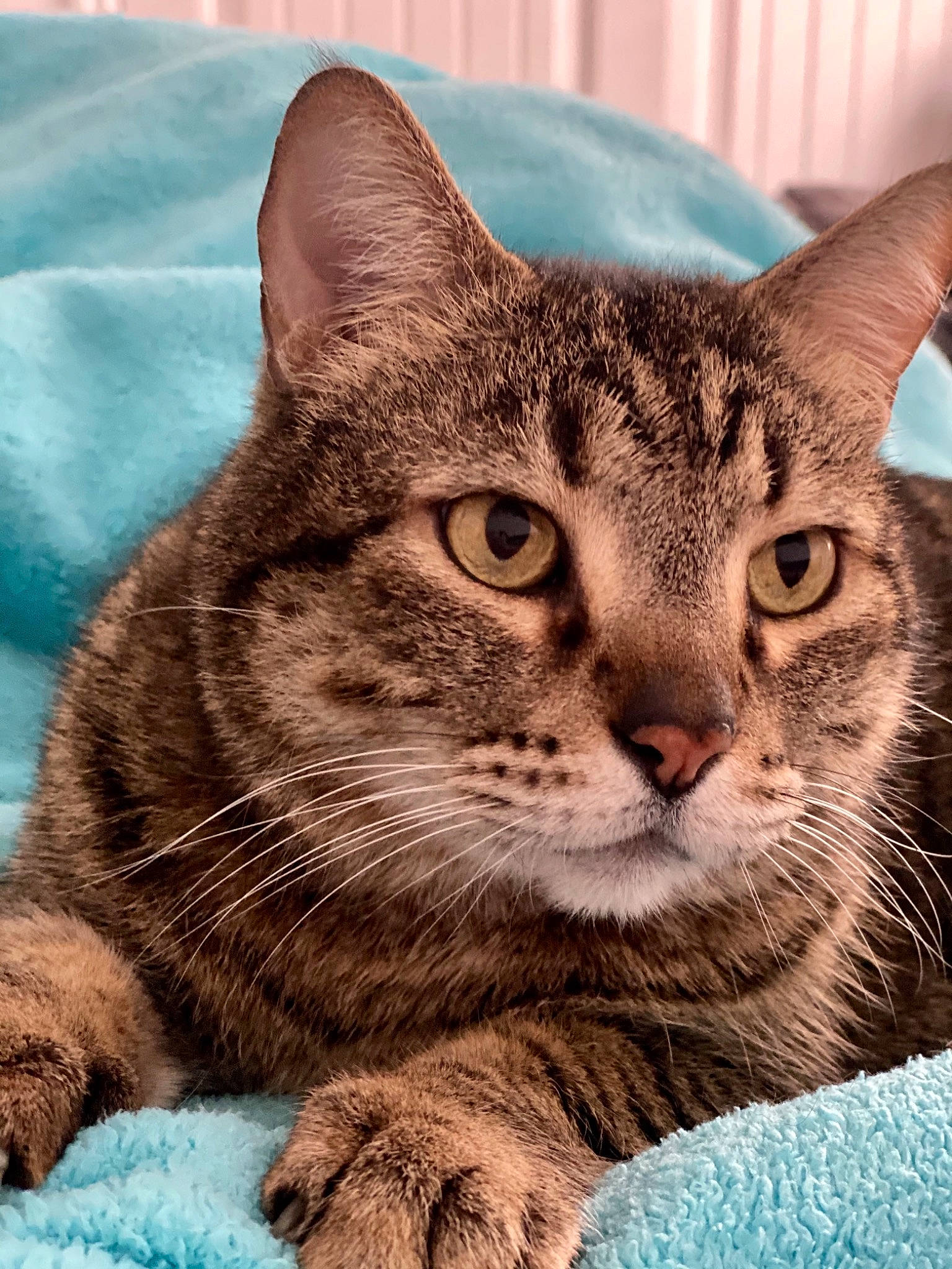 Squatch joined the competition — help win amazing prizes! carnivore, cat, claw, domestic_short_haired_cat, felidae, fur, grass, paw, photo_caption, sitting, small_to_medium_sized_cats, snout, tail, terrestrial_animal, tree, whiskers, wildlife, window